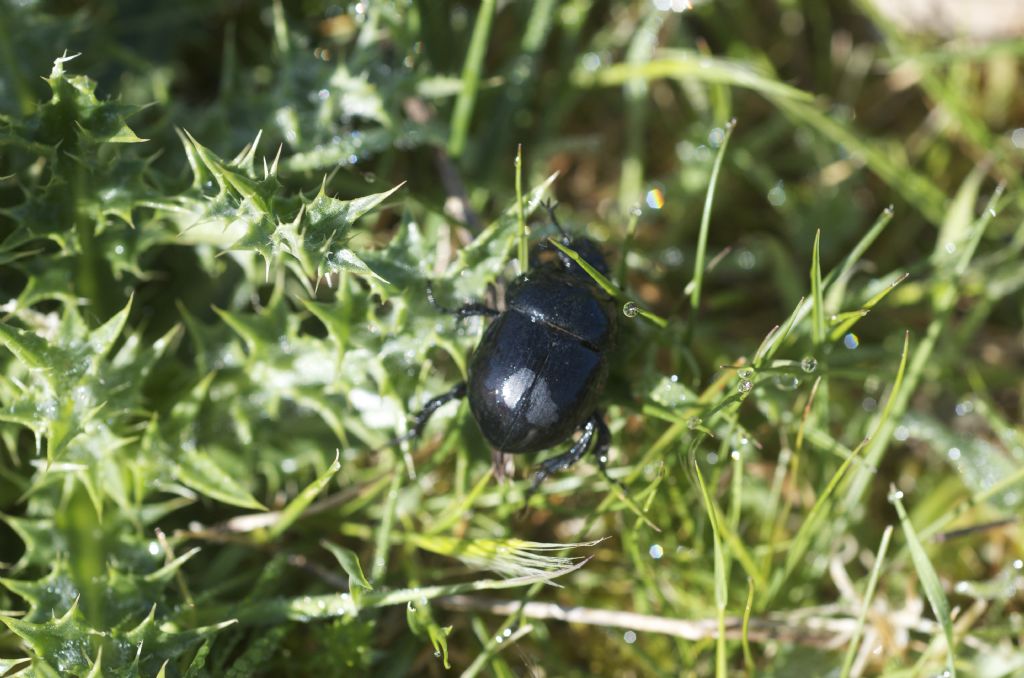 Geotrupidae: Jekelius intermedius? nella prima foto, s.